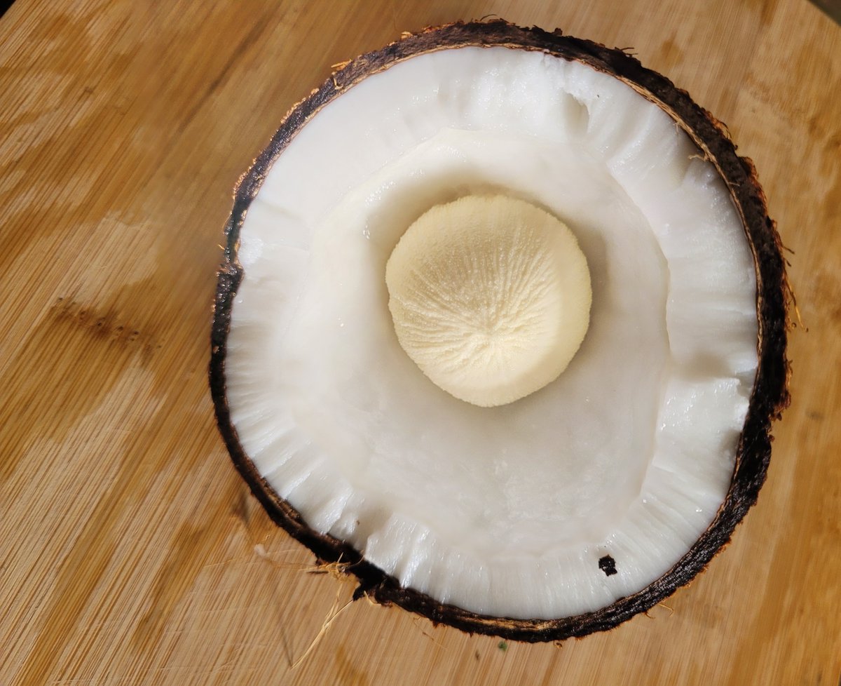 manjula2001's tweet photo. #nature #NaturePhotography #gardens #PictureOfTheDay #naturelife #flowerpictures  #FlowersOfTwitter #blooming #photooftheday #thursdayvibes #NatureBeauty #Flowers #Sprout #TodaysPicture coconut candy 🍭/sprouted coconut https://t.co/C2rTKaKRN0