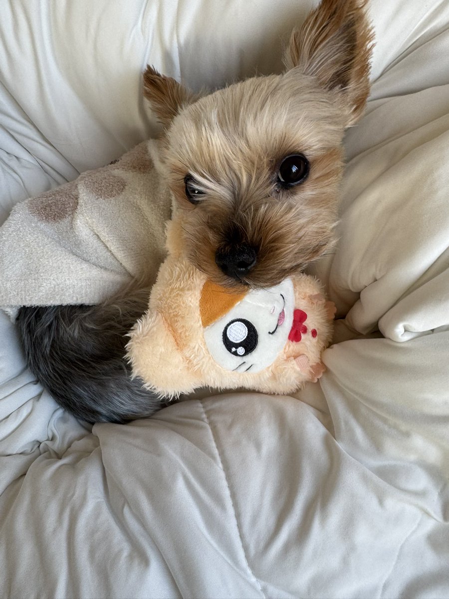 めぐ様♥️ヨークシャーテリア プードル 印鑑スタンド など めぐ様