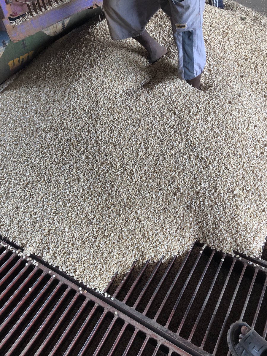 Reigncommodity's tweet image. Maize grain going through the hooper for cleaning and drying