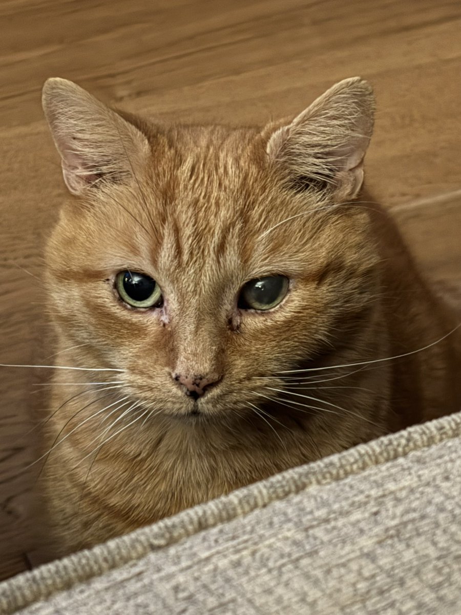 EddieBearCat001's tweet image. Mum is upset 😿 I have to go to the VETS 😾😼 my eye is starting to go bad again, mum says why are vets so expensive, also she will have to take me on her own (normally 2 man job) shes stressed sending her positive vibes and winning lottery ticket 😹 #CatsOnTwitter #CatsOnX