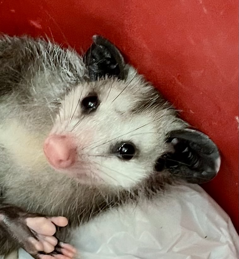 PossumEveryHour's tweet image. 