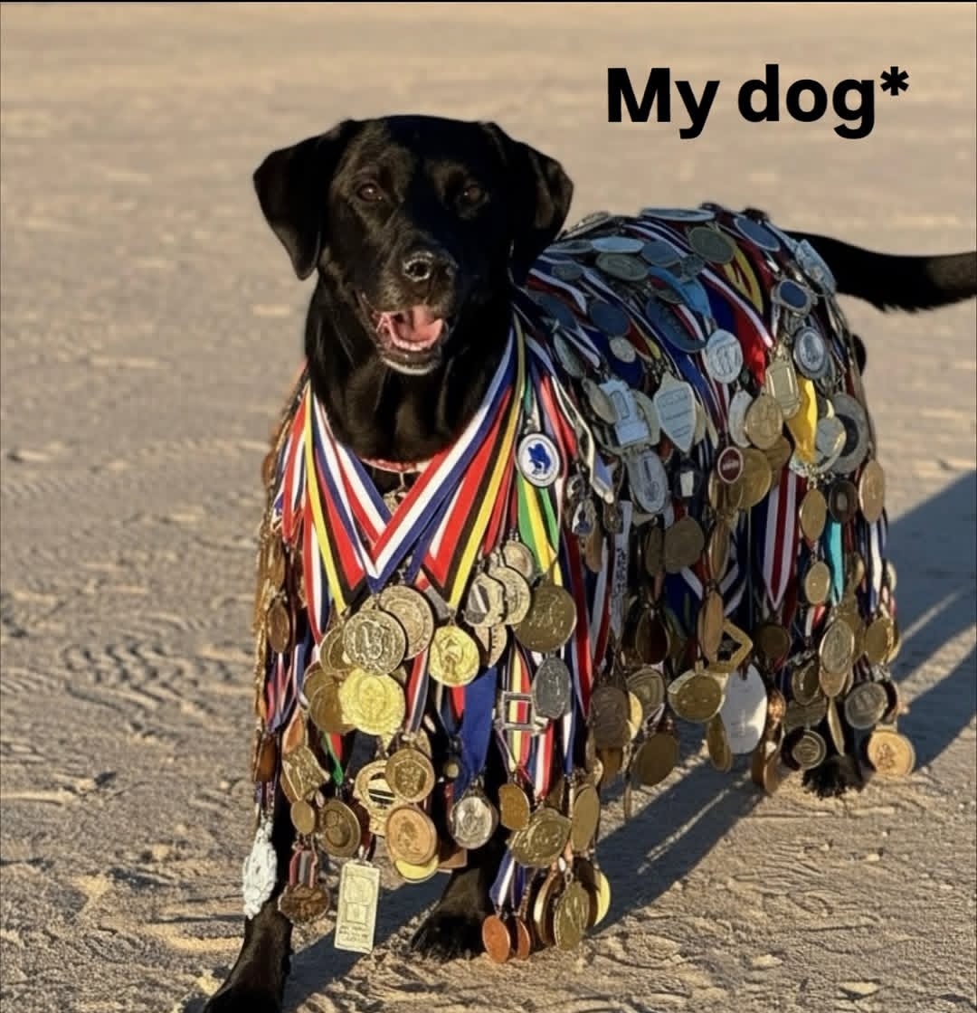 paaiinnnn's tweet image. If there was an award for barking at absolutely nothing