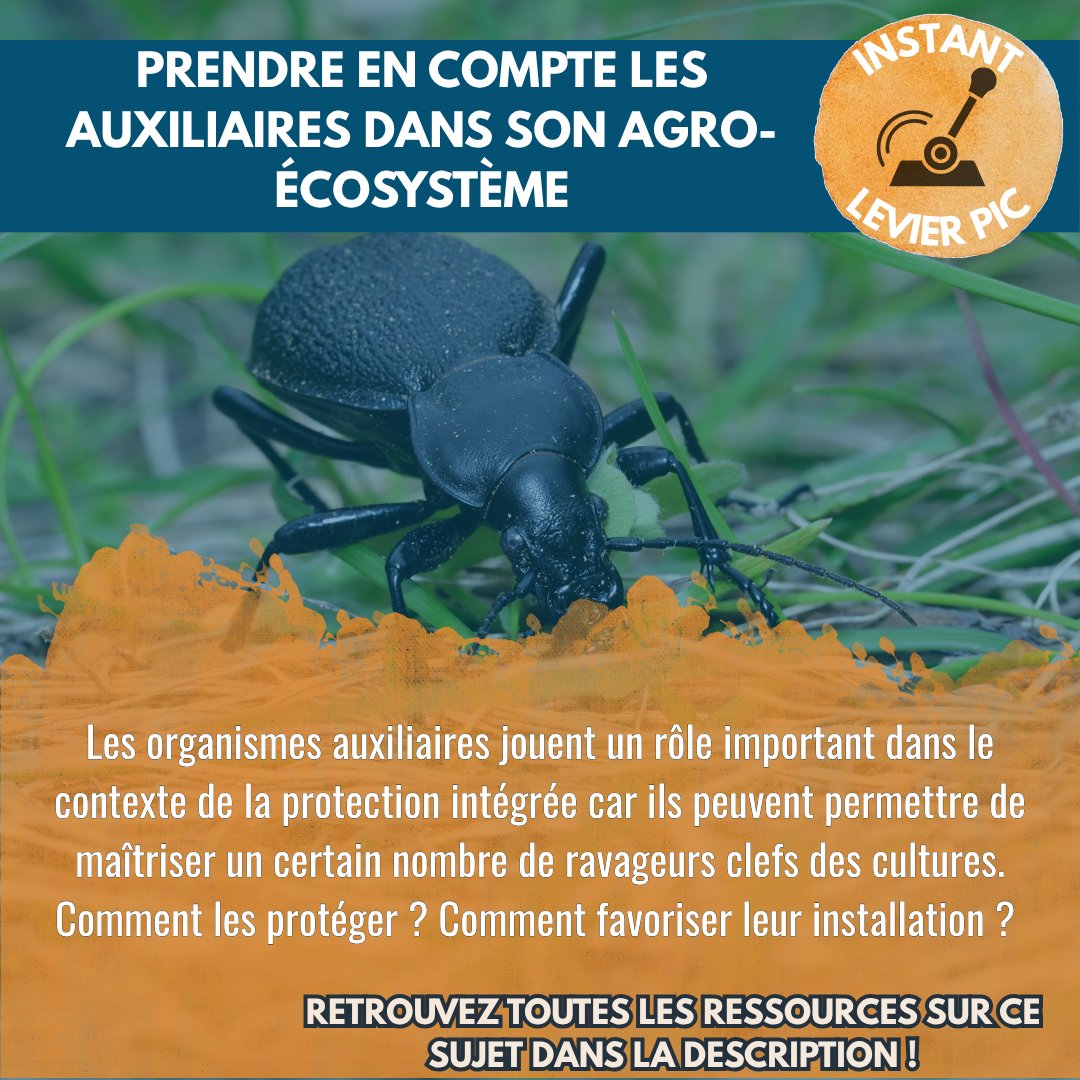 🌿 INSTANT LEVIER PIC 🌿
Comment prendre en compte les auxiliaires dans son agro-système ? Retrouvez des témoignages terrain et de nombreuses ressources par ici ➡️ ow.ly/oo5t50Xu6mB