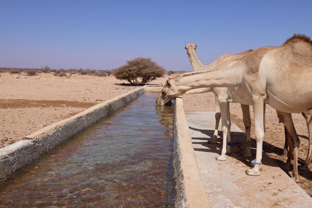 NIS Foundation, East Africa tweet media