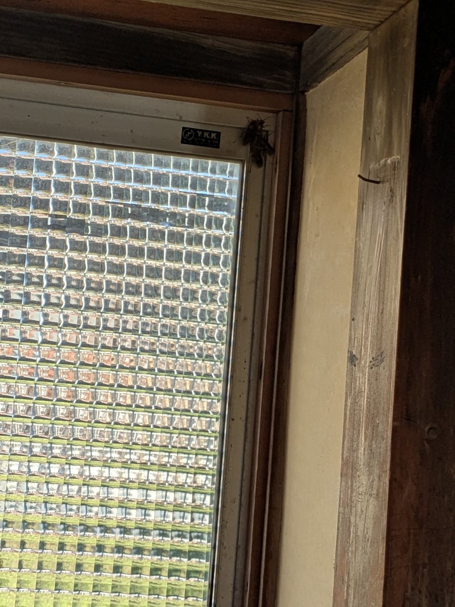 h_secondlife's tweet image. 荷物だけ置いて生活していない離れの窓に何かいる
よーく見ると蜂が冬眠してた
コラっ、家の中ですよ!!😅

#田舎暮らし #移住