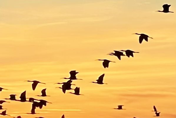 CarmeOrtoll's tweet image. 20N. #diamundialdelainfancia.  Ens recorda que tots els infants tenen dret a créixer en un entorn segur, amb accés a la salut, a l’educació, a la protecció…