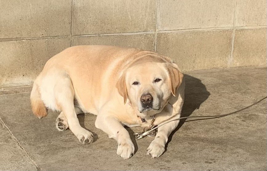 DogLoverINUINU's tweet image. イタズラを怒られてガレージで干されてた時の犬
拗ねてます