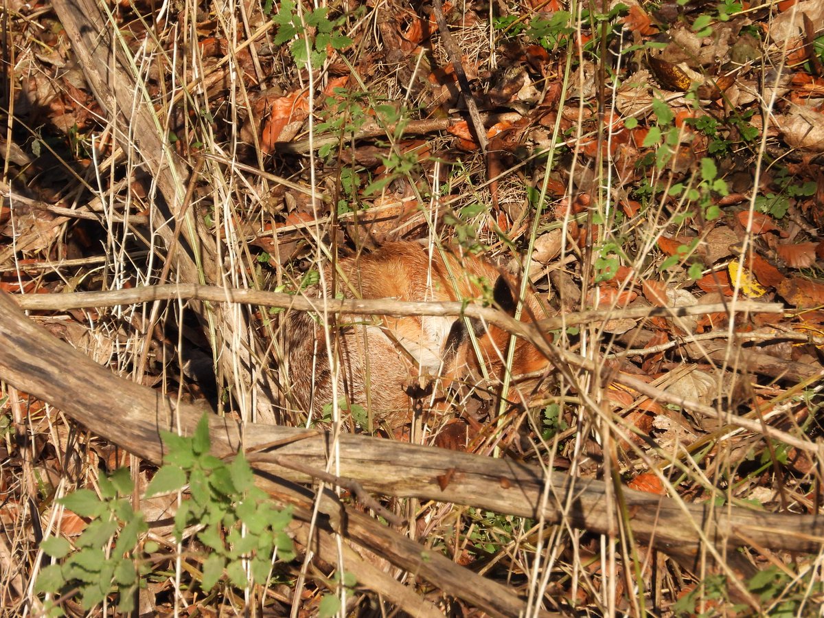 dBwarro's tweet image. Well hidden #FoxOfTheDay