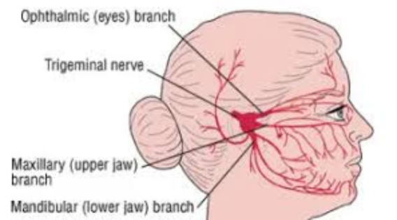 drsujoysanyal's tweet image. Expert Trigeminal Neuralgia Treatment in Kolkata: Meet Our World-Famous Neurosurgeon - drsujoysanyal.com/expert-trigemi…

 #trigeminalneuralgia #trigeminalneuralgiaspecialist #trigeminalneuralgiatreatment #TrigeminalNeuralgiaAwareness #TheSuicideDisease #neurosurgeon #neurosurgery