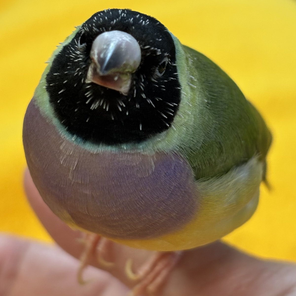 フジカさん絶賛換羽中チクチク〜
ほぐしたいー