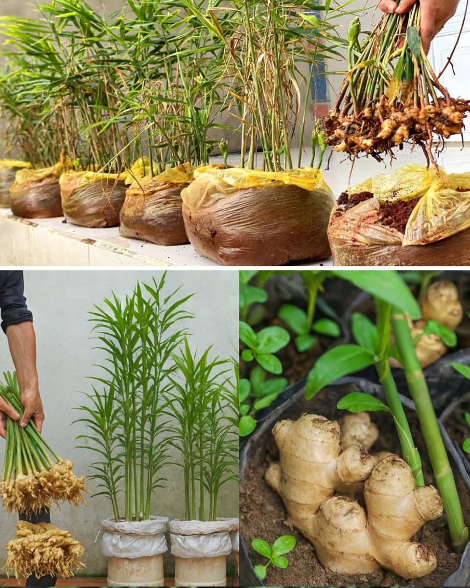 RabiaSheik54942's tweet image. #ginger can grow well and farmers can $benefit greatly from it when they choose suitable locations, use clean planting materials, maintain #proper #soil conditions, and manage the crop #effectively.