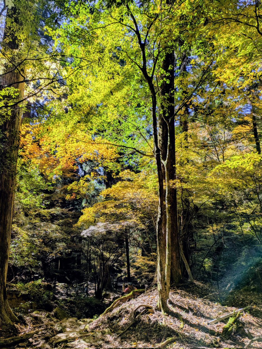 初冬の人工林の空気は冷たかった
そんな林の中には遠くからでも目立つ光の当たる場所があって
その暖かそうな場所には愛想の良さそうな黄葉木が立っていました