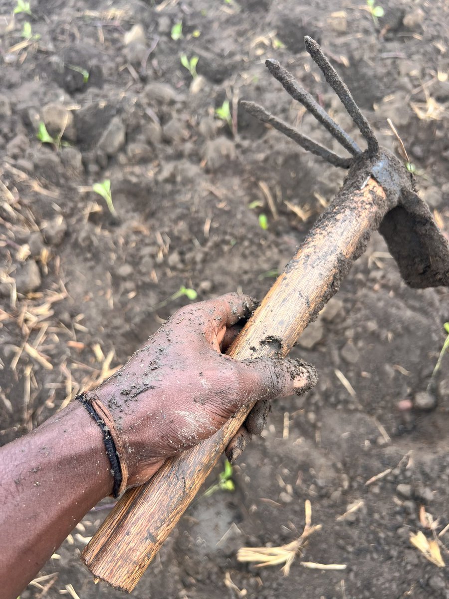 BILANGA FOREVER 

Quelques jours après la transplantation, voir déjà un petit fruit apparaître est une vraie bénédiction. 😍

Ce résultat n’est pas encore grand, mais il nous encourage à continuer à travailler, apprendre et améliorer nos pratiques chaque jour.
Que Dieu accompagne