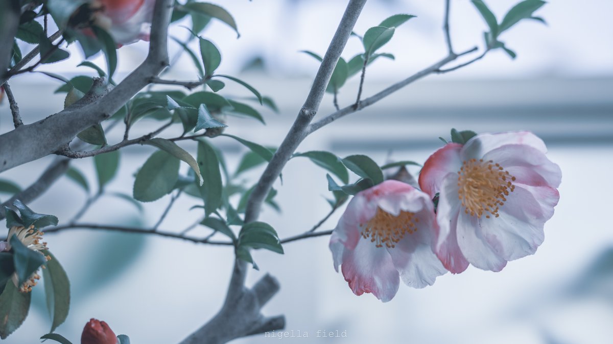 nglfld's tweet image. 人違いでも愛してる