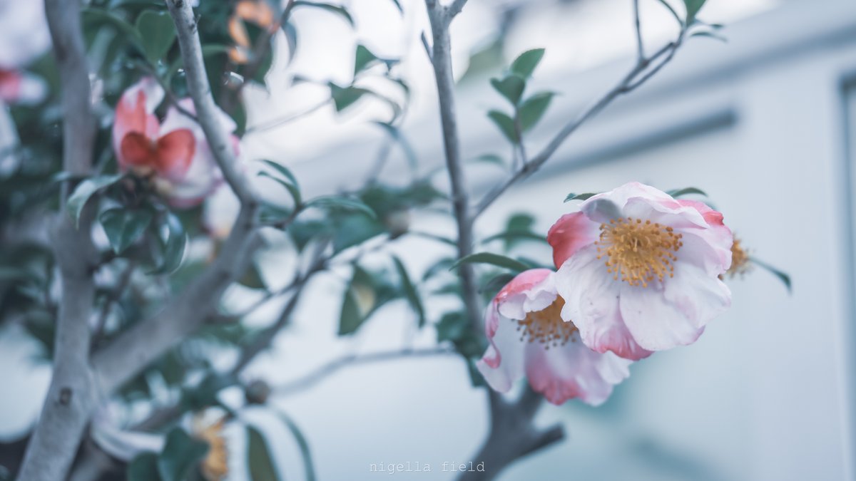 nglfld's tweet image. 人違いでも愛してる