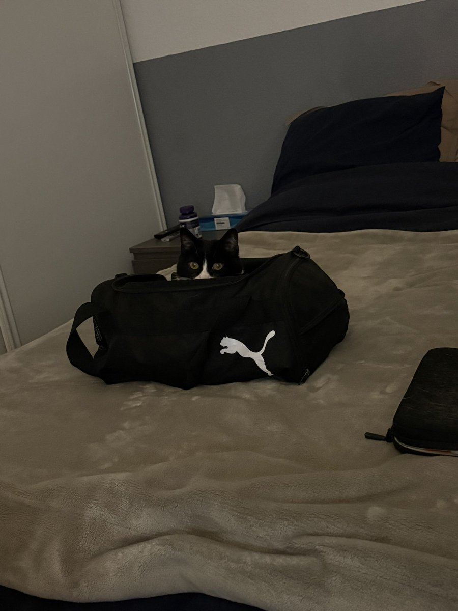 petit chat dans le sac 🐱