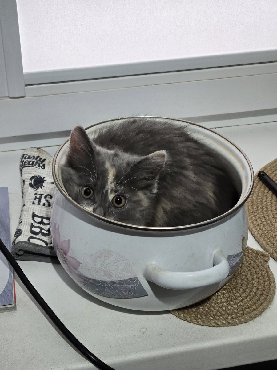 Главное блюдо меховой кабачек))) #сушка #коточетверг