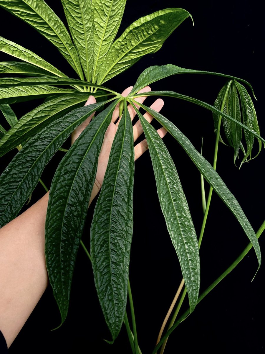 ForestHigh (@ForestHigh971) / Posts and Replies / X