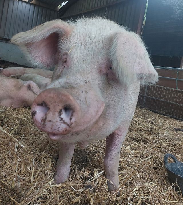 RathboneKim's tweet image. Pigoneer Pig Of The day Zeno!
Meet the super cute Zeno from the main piglet herd. Looks like Zeno is coming in for a kiss💋
He is super excited playing in the fresh hay &amp;amp; straw🤗
Join the Pigoneers to help support him &amp;amp; the other 98 rescue pigs at BTW⬇️
globalvegancrowdfunder.org/pigoneer-2000-…