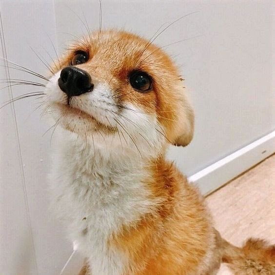 foxdesumi's tweet image. #ode #foxde