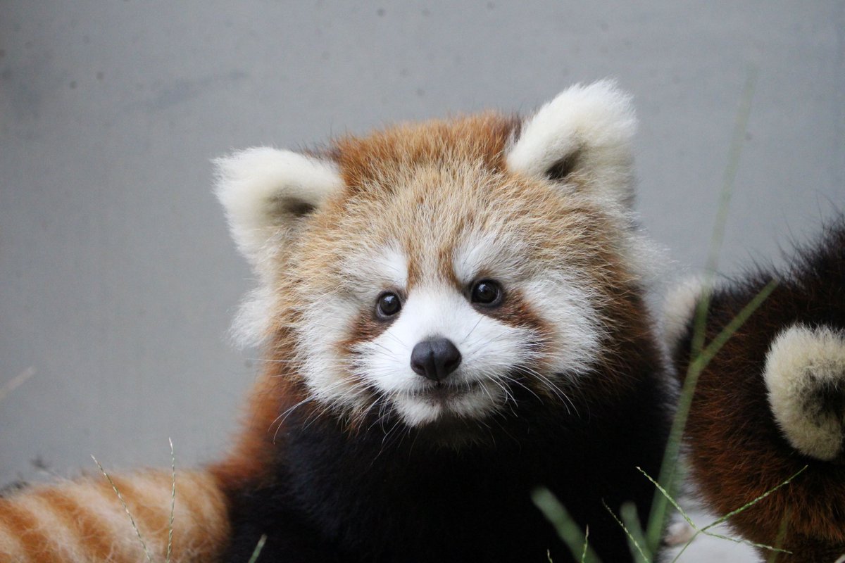 イベント】レッサーパンダの赤ちゃんの名前が決定する瞬間を令和7年11