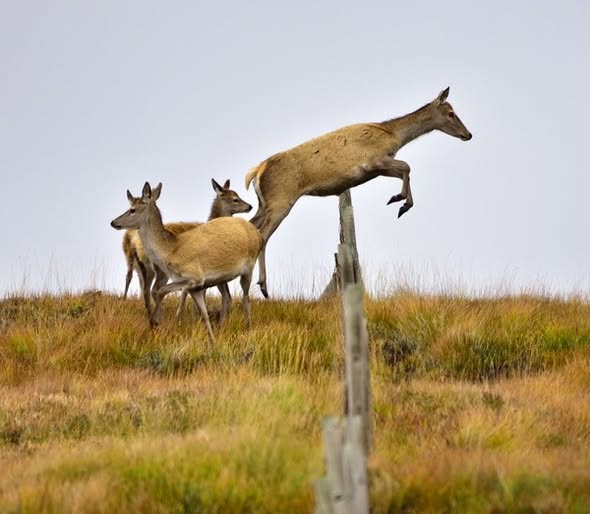 Scottish_Banner's tweet image. It's the weekend, #JumpForJoy!
Great 📷Morris Macleod
#ScottishDeer #Scotland #Deer #ScottishBanner #LoveScotland #Alba #ScotlandIsCalling #BestWeeCountry