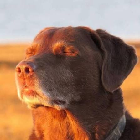 skydotcs's tweet image. the candidate closing their eyes