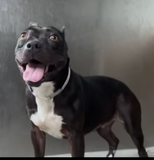 mapleveewesem's tweet image. 🆘💔🆘  PEBBLES&apos; final rescue plea expired 3 weeks ago😲 This shy 41 lb 3 yo is in danger every morning she is still at Downey #California ACC. 😱 Please #ADOPT #PLEDGE #FOSTER 🙏 
Info ⬇ #A5730463