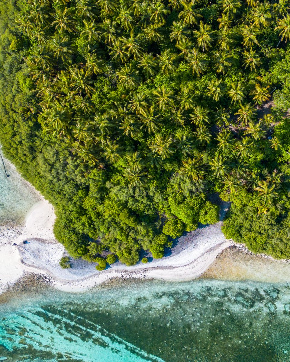 Nature’s colors, perfectly aligned.🌿✨🌊

#islandrooms #staylocal #maldivesgetaways #visitmaldives