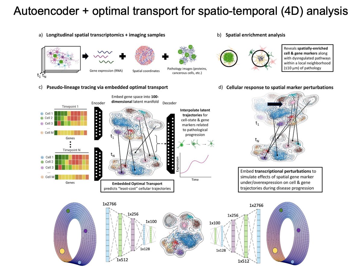 yk_tani's tweet image. I’m happy to share our latest preprint, sc4D, led by the incredible Ishir Rao @ishirraov!

We developed a new #computational approach to model #spatiotemporal #transcriptional #dynamics in disease progression 🧬.