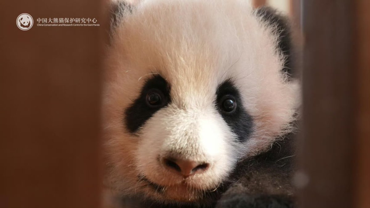 Baobao's younger daughter