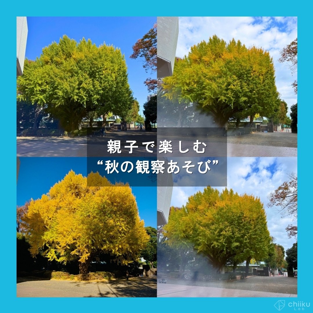 【最新投稿】
１本のイチョウを決めて、先週から毎日ちょっとだけ観察👀色の変化が早くて、毎日おもしろい。
いつもの通り道で“ふと見るだけ”の植物観察、親子にもおすすめです🌱

インスタ更新しました👇
 instagram.com/p/DRRJnBvklFM/…

#知育ラボ #自然遊び #紅葉 #親子の時間 #子育て