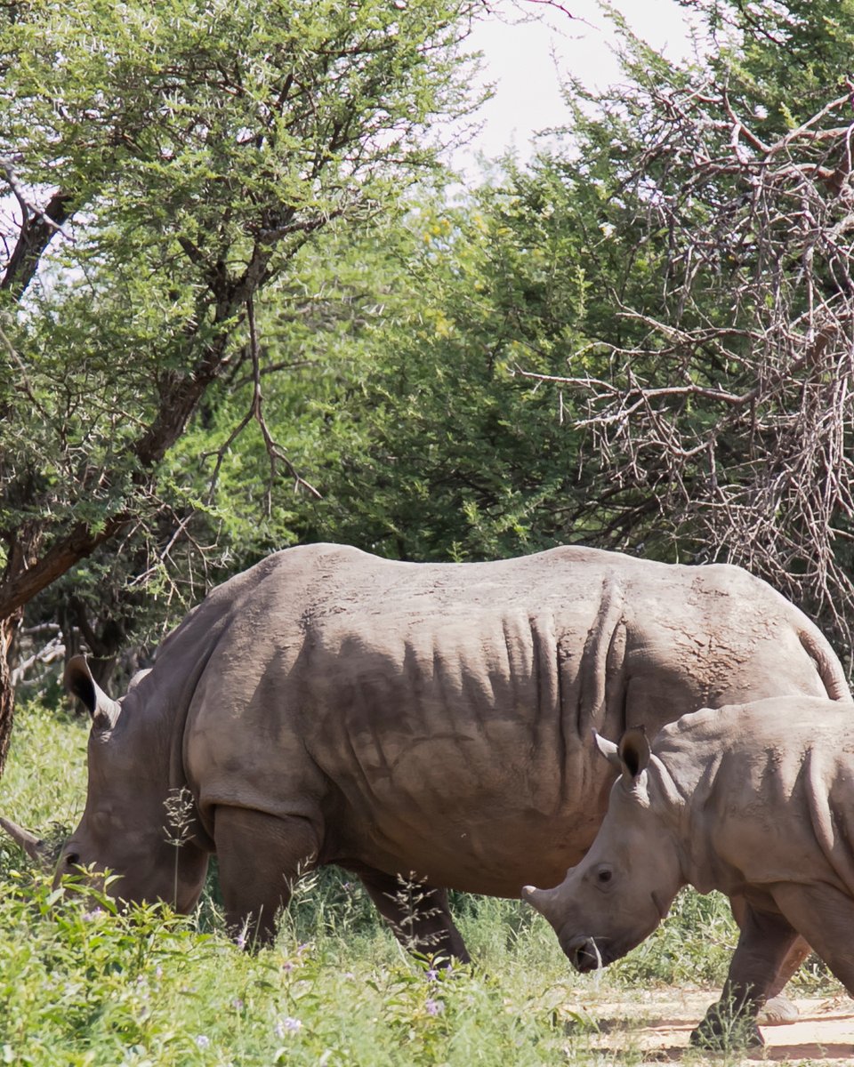 8 Days Zanzibar safari adventures with Serengeti itinerary blends coastal leisure in Zanzibar.

𝗚𝗘𝗧 𝗔 𝗤𝗨𝗢𝗧𝗘 𝗙𝗥𝗢𝗠 𝗗𝗔𝗩 𝗦𝗔𝗙𝗔𝗥𝗜𝗦! 💐
📞 +256-757795781
🌐 davsafaris.com/tours/8-zanzib…

#ZanzibarSafari #SerengetiNationalPark #TanzaniaSafariAdventure #DavSafaris