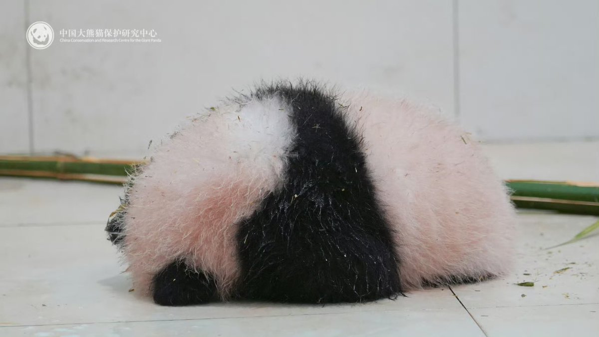 Baobao's younger daughter