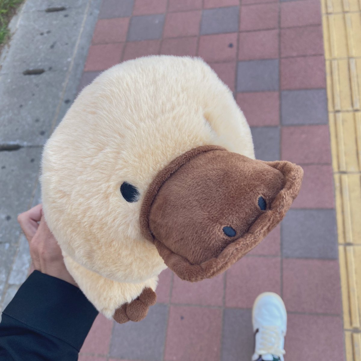 素敵な投稿ありがとうございます！ 「ぬいぐるみ カモノハシ S(BI25