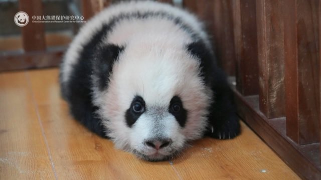 Baobao's elder daughter