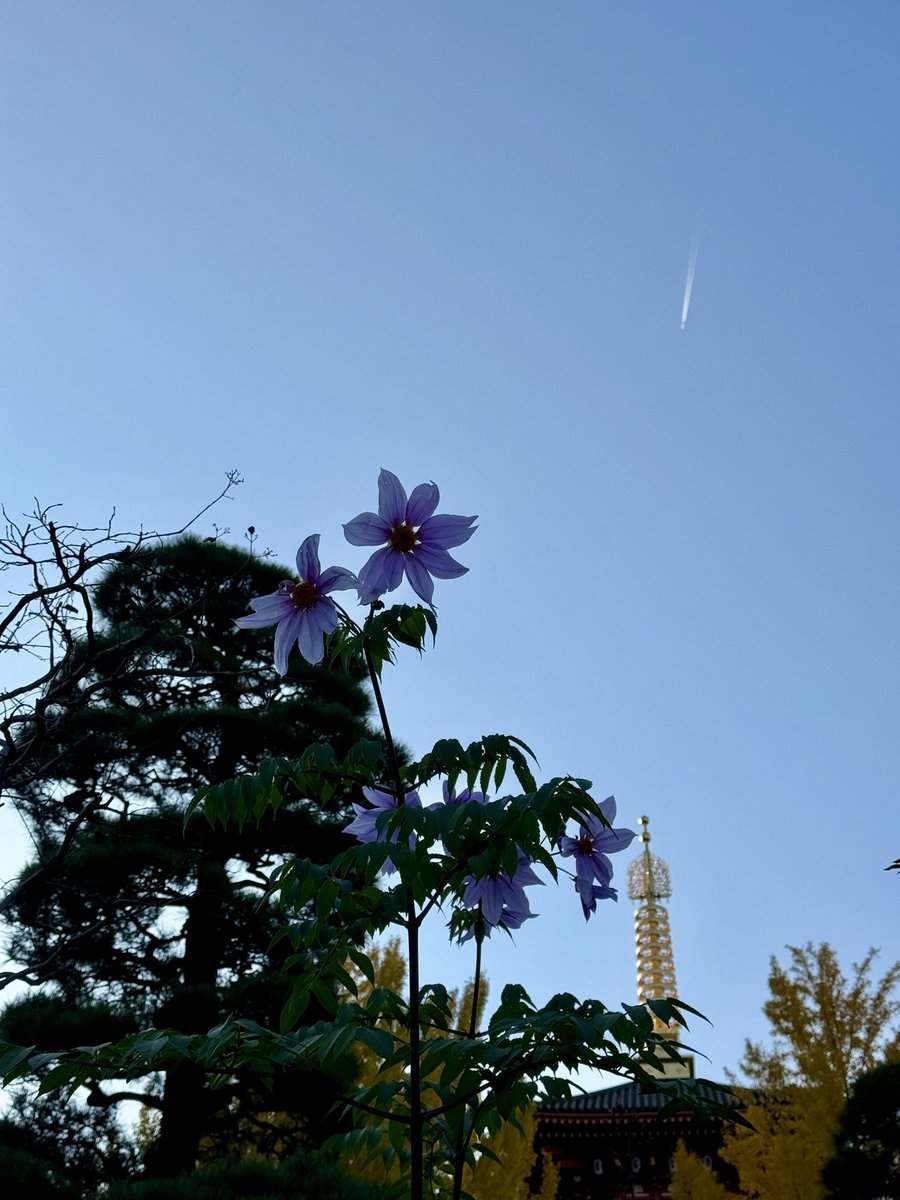 ねこっこページ イグニッションパック ネクサス・フロンティア ｜ Z/X - Zillions of