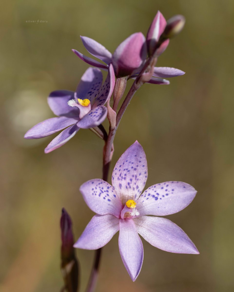 Silver Dory tweet media