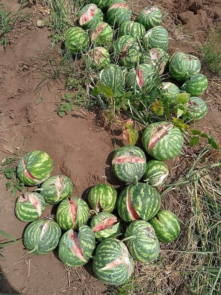 Fredmunene_'s tweet photo. I’m sure you have seen cracked watermelons on your farm. If you haven’t, this is for you. It’s not a disease, it’s a disorder and once it happens, you cannot fix it. The only solution is prevention.

What causes watermelon fruits to split?
1.Inconsistent watering: Stick to a steady watering routine. If you irrigate twice a week, keep it consistent. Avoid random watering.
2.Excess water: Too much water, especially when fruits are almost mature, causes cracking.
3.Calcium deficiency: Calcium strengthens fruit cells and helps them hold longer. Apply calcium-rich fertilizers.
4.Sudden temperature change: Rapid shifts between hot and cold stress the fruit and lead to splitting.
5.Use of Ammonium Nitrate during fruiting: Avoid applying Ammonium Nitrate once the first fruits appear. It causes rapid internal growth, leading to cracks.

#LetsGrowTogether
