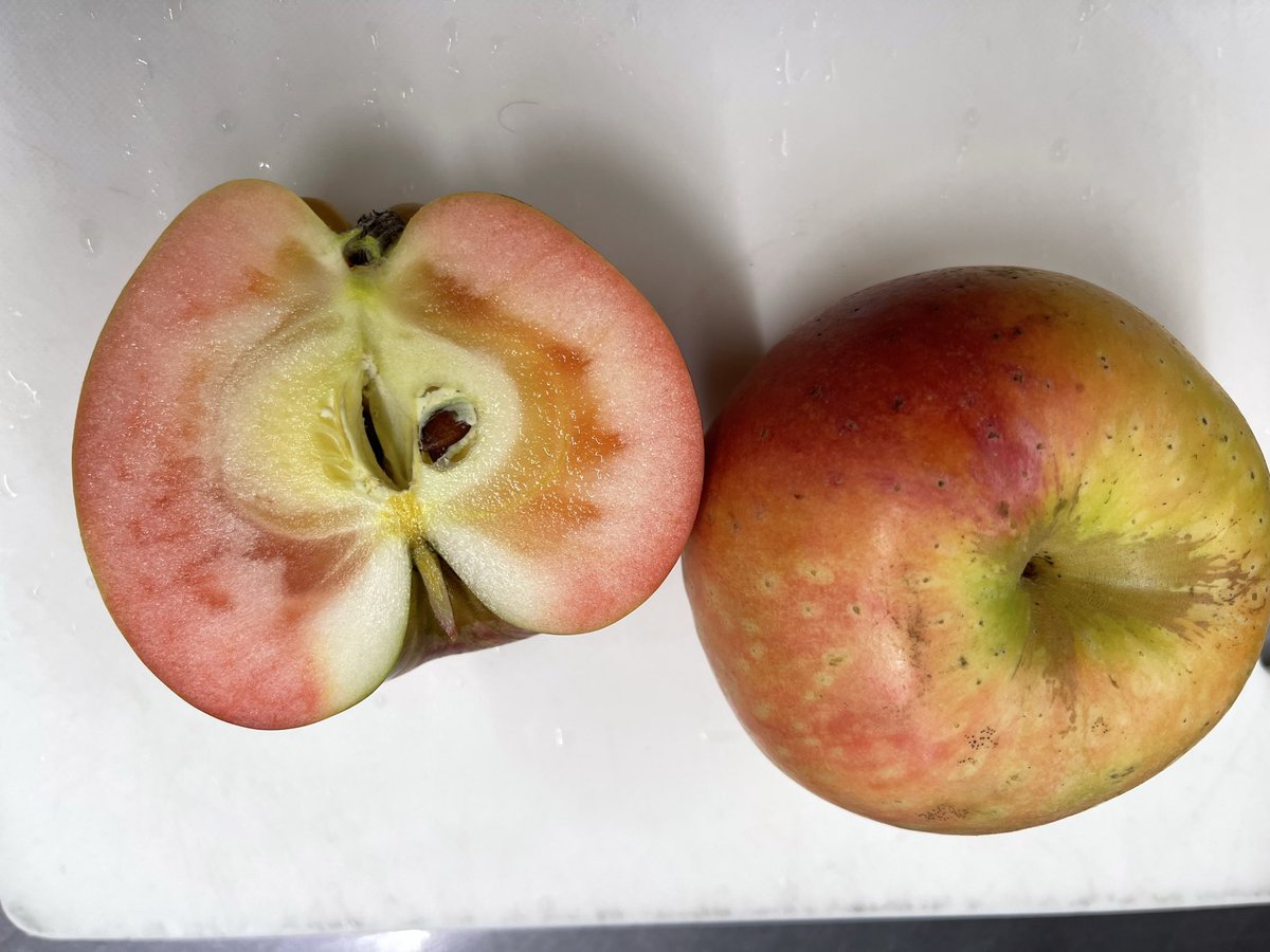 松之山温泉♨️ナステビュウ湯の山 tweet media