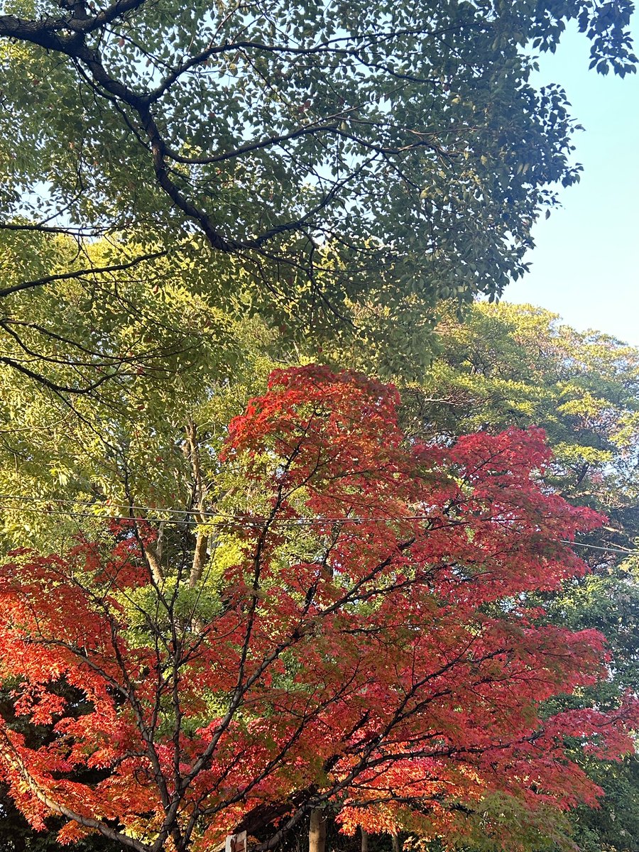 黒の子の腕は折れたし(昨日リヒトさんに直してもらった)、Sachineticの魔法の杖は折れるし、もうボロボロだよ…笑
焦りすぎる癖を治さない…と笑
でも自分の足だけでお宿着いたから超安心。
実は統合失調症の症状がピークだったんですが、入院せず自宅療養ライブに行く、出店するという気持ちで回復❣️