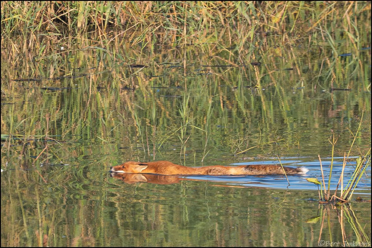 ChrisGPackham's tweet image. Thank you to @bertjonkhans.bsky.social for sharing this - a swimming #FoxOfTheDay ! Top work !