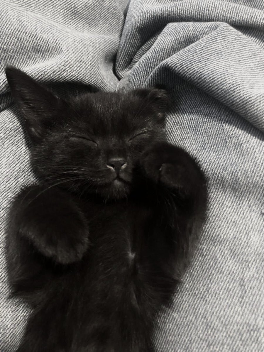 Black cats are not bad luck (@visualscat) on Twitter photo 