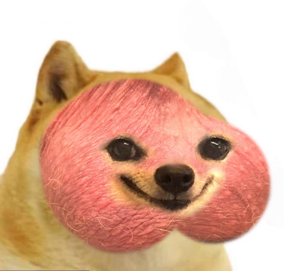 kind_dev_'s tweet photo. bals dog

Bals Dog is one of those beautifully stupid / wholesome 4chan micro-memes that somehow stick around forever.
He’s basically just a heavily edited Doge image with fat pink cheeks, staring into your soul and saying exactly one word:
bals.

That’s it.
That’s the whole character.

The magic is that the thread becomes a chain of people replying “bals,” “he bals,” “nice dubs bals,” or making progressively cursed edits of him. Sometimes he appears with different textures (ballsacks, chicken skin, etc.), but the energy stays the same: low-effort, soft chaos.
The charm is in how committed everyone is to keeping the bit going. No matter the context, no matter the image:

he bals
bals dog page 11
check my doubles!!! bals!!!

https://t.co/cVlwcGHJ8a

It’s pure, classic 4chan nonsense — a character with literally no lore, no joke structure, no purpose… and yet somehow, he endures.
Because sometimes all a thread needs to thrive is a round pink dog saying:

bals.