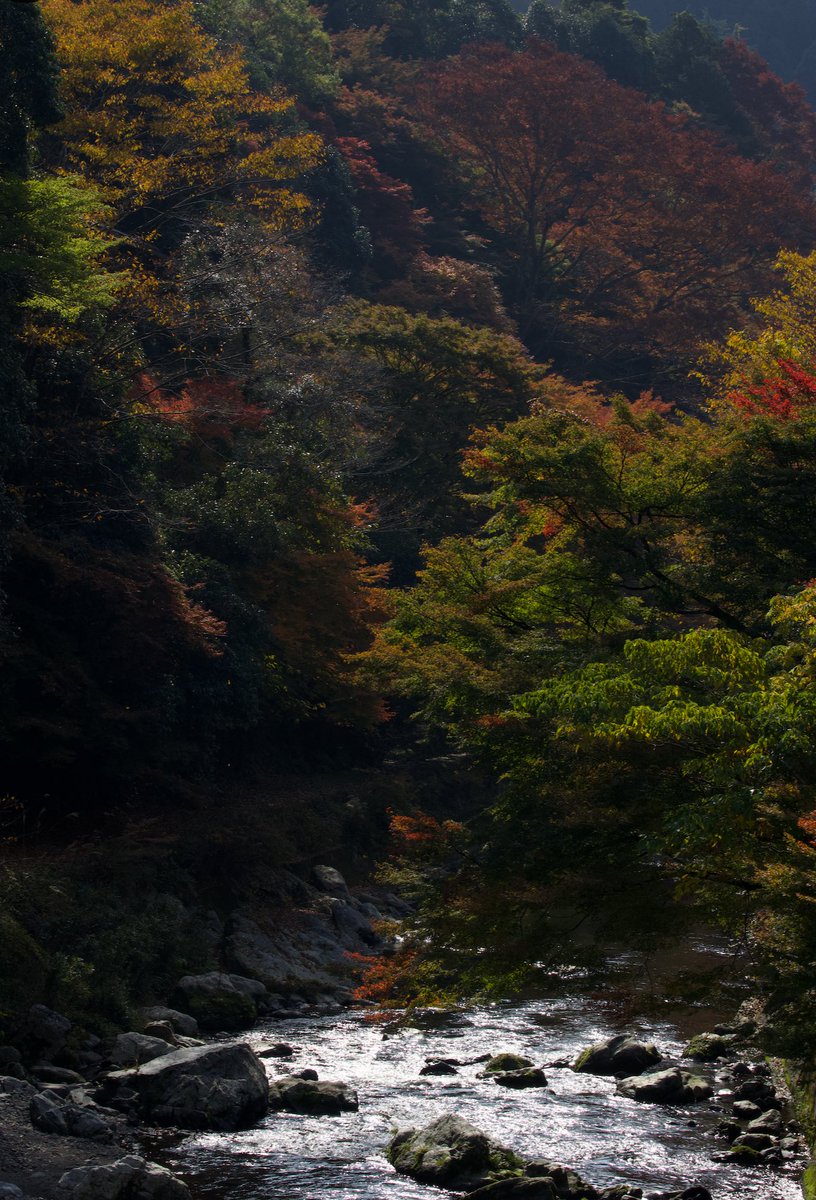 postedgo's tweet image. Got back from Japan few days ago. I will say if you want to visit Tokyo, Osaka, Kyoto now is the time to go. 

nothing against Chinese ppl but if you want some space in the cities, less wait time and to enjoy what Japan offers, this is an early Christmas gift. Going back soon🙏