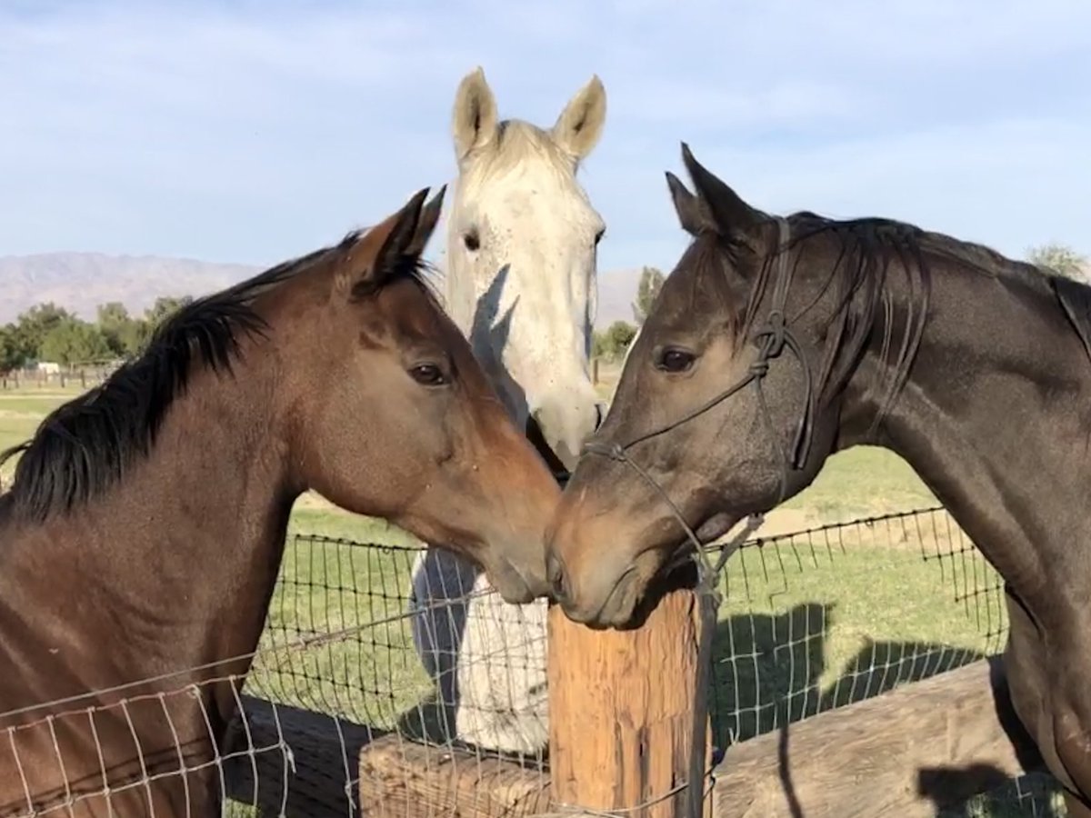 AprilWheeler5's tweet image. Here&apos;s a classic jealousy saga! Surfer showed off for the 4 polo mares, Pie got EXTREMELY jealous &amp;amp; would not speak to Surfer for days even when he grovelled, Nileist was jealous that Surfer was paying so much attention to the mares &amp;amp; on a walk he flirted with 1 of the mares🤣 🤣