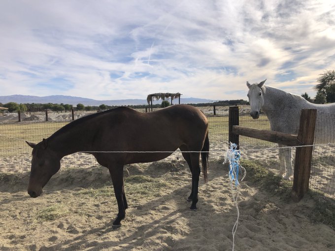 AprilWheeler5's tweet image. Here&apos;s a classic jealousy saga! Surfer showed off for the 4 polo mares, Pie got EXTREMELY jealous &amp;amp; would not speak to Surfer for days even when he grovelled, Nileist was jealous that Surfer was paying so much attention to the mares &amp;amp; on a walk he flirted with 1 of the mares🤣 🤣