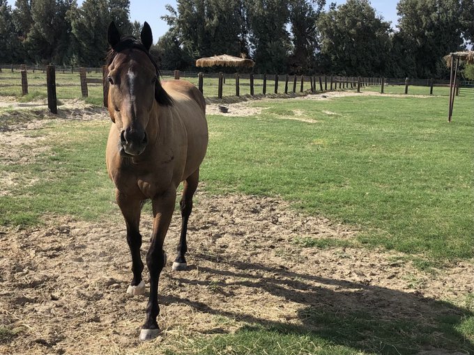 AprilWheeler5's tweet image. Here&apos;s a classic jealousy saga! Surfer showed off for the 4 polo mares, Pie got EXTREMELY jealous &amp;amp; would not speak to Surfer for days even when he grovelled, Nileist was jealous that Surfer was paying so much attention to the mares &amp;amp; on a walk he flirted with 1 of the mares🤣 🤣