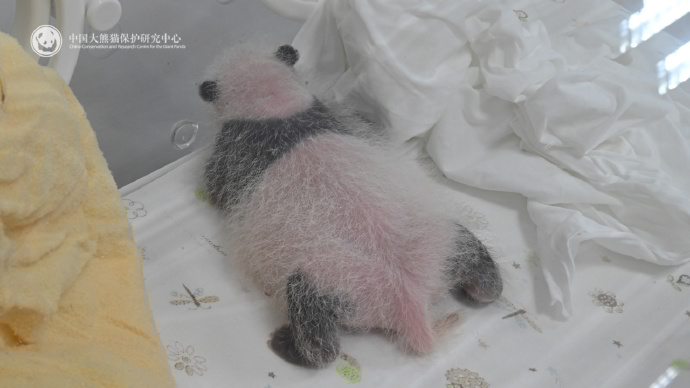 More snaps of Bao Bao’s big-sis baby 🤗

📷CCRCGP