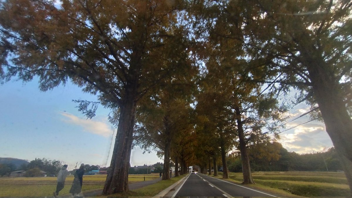 午後から滋賀県高島市に移動
メタセコイア並木
